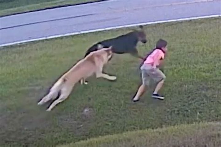 
The Baby Girl Who Died From The Dog Attack Was 17 Months Old 